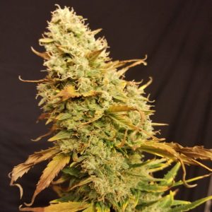 Lemon Skunk Auto