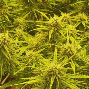 Magnum Auto