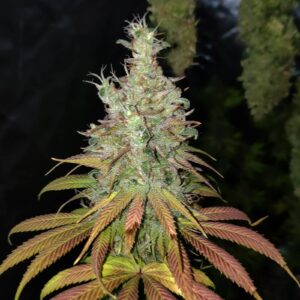Nicole Kush