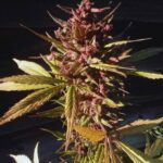 Red Caramel Auto
