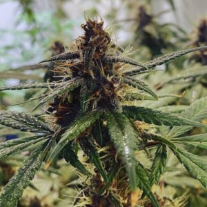 Red Devil Auto