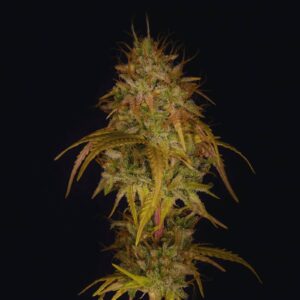 Red King Kong Auto