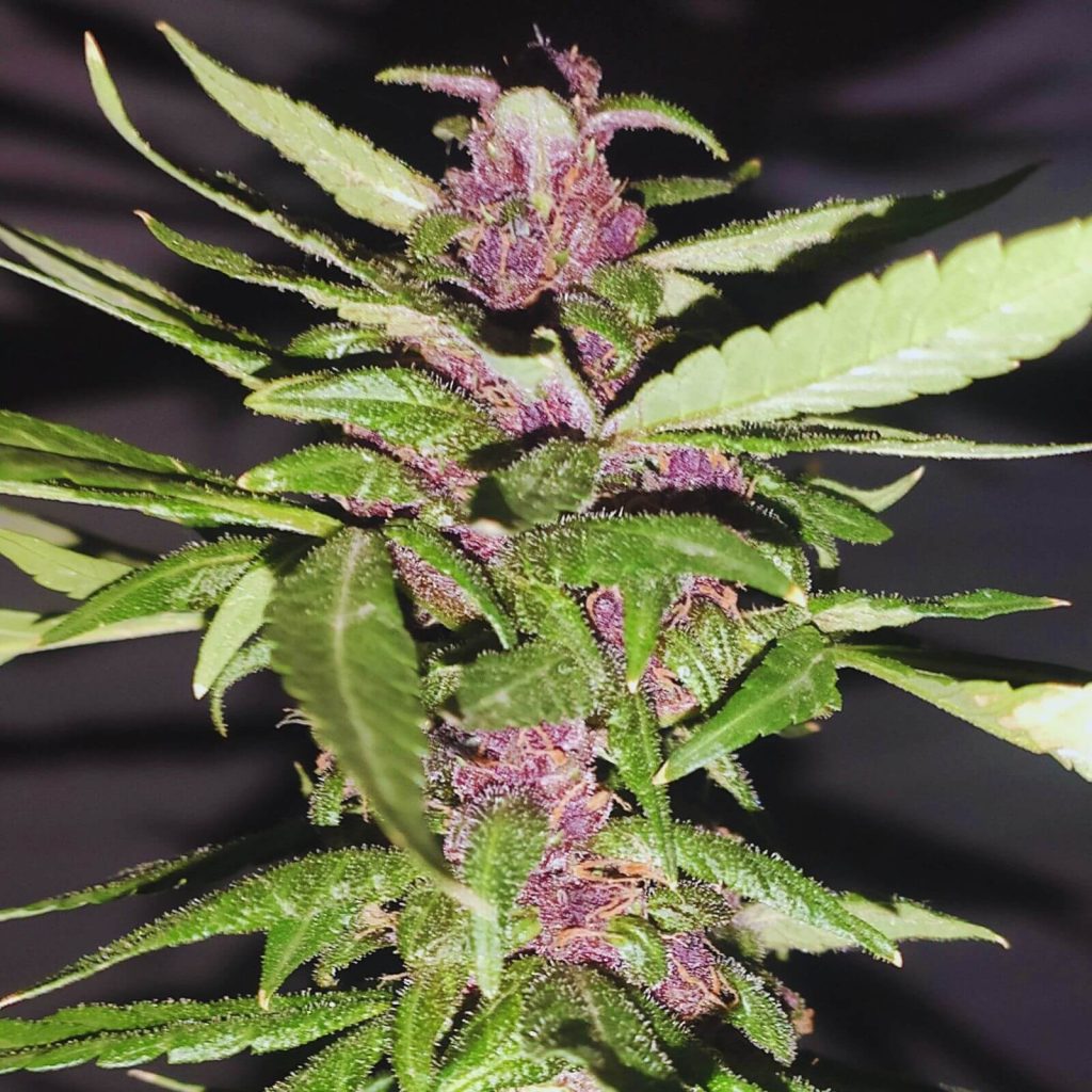 Marihuana Morada