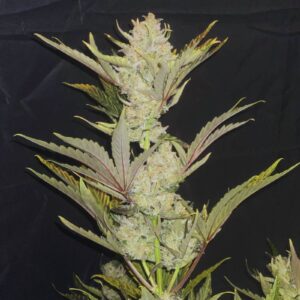 Skunk Auto