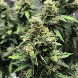 Sour Diesel Auto