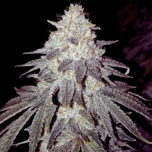 strawberry-banana-feminizada-granel