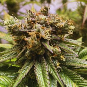 White Caramel Auto