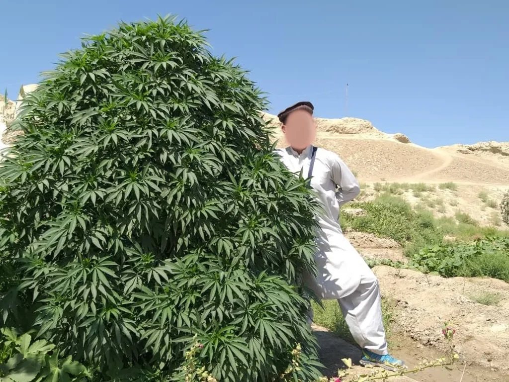 types de cannabis