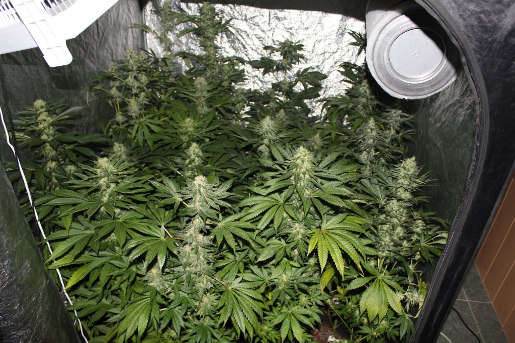 types de cannabis