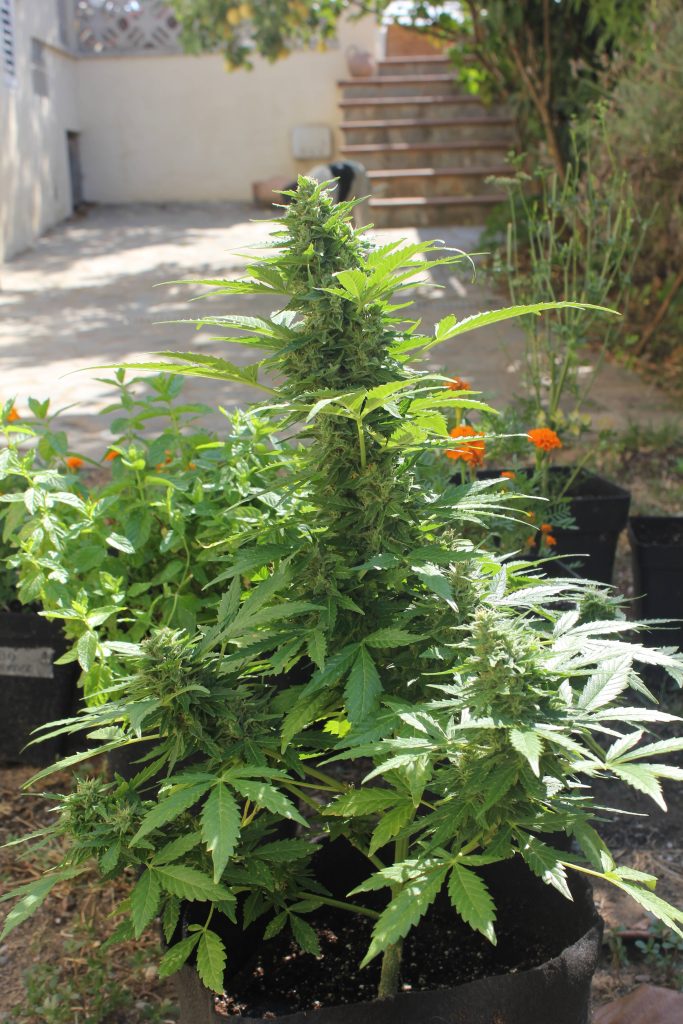 cannabis autofloraison