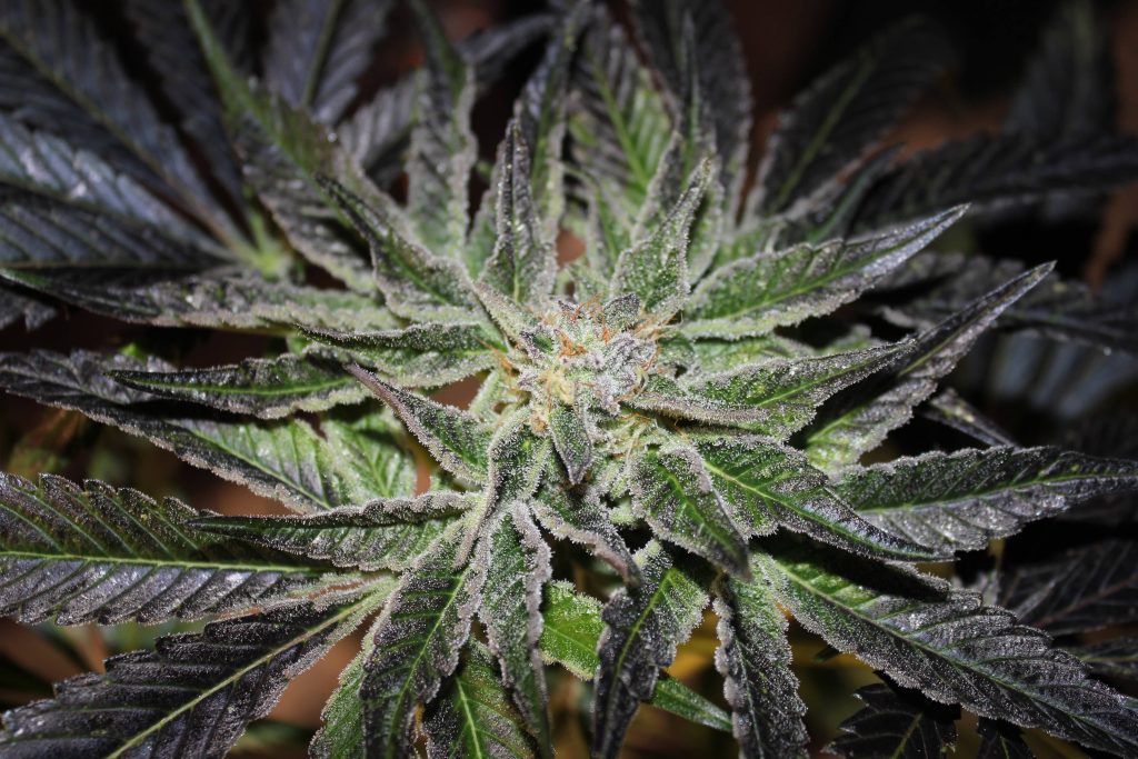 Types de cannabis