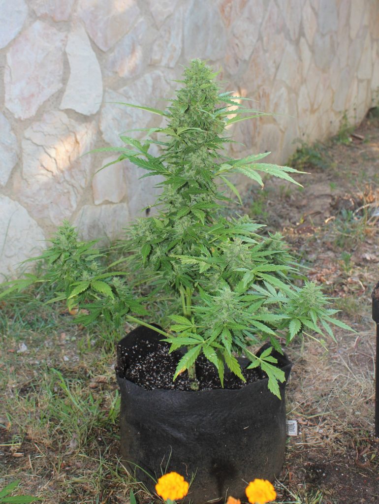 types de cannabis