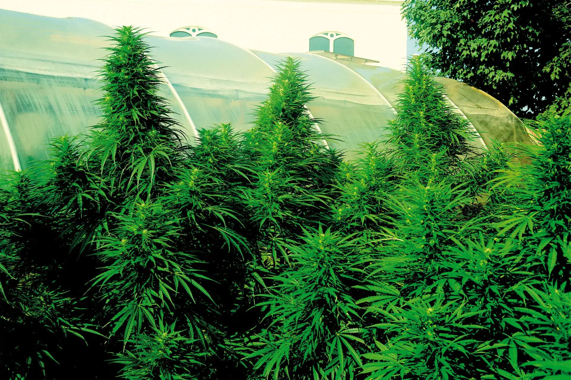 cannabis autofloraison