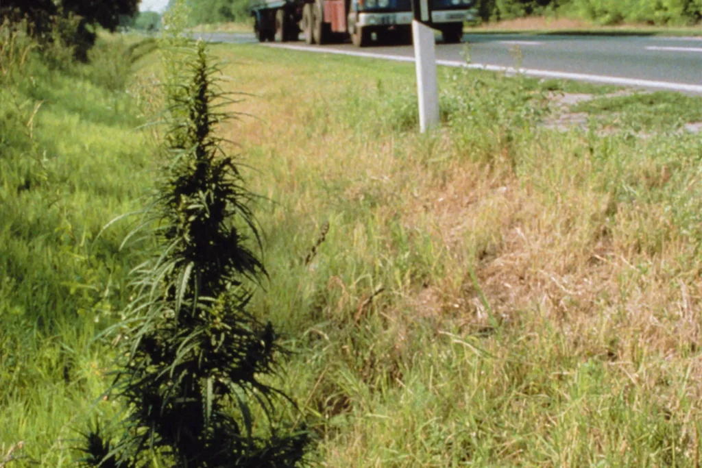 Une plante auto aux bords de la route.