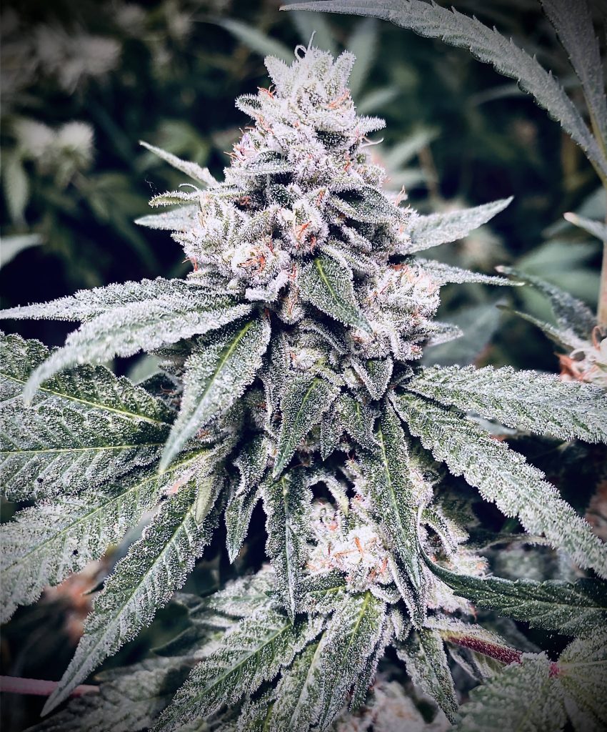 types de cannabis