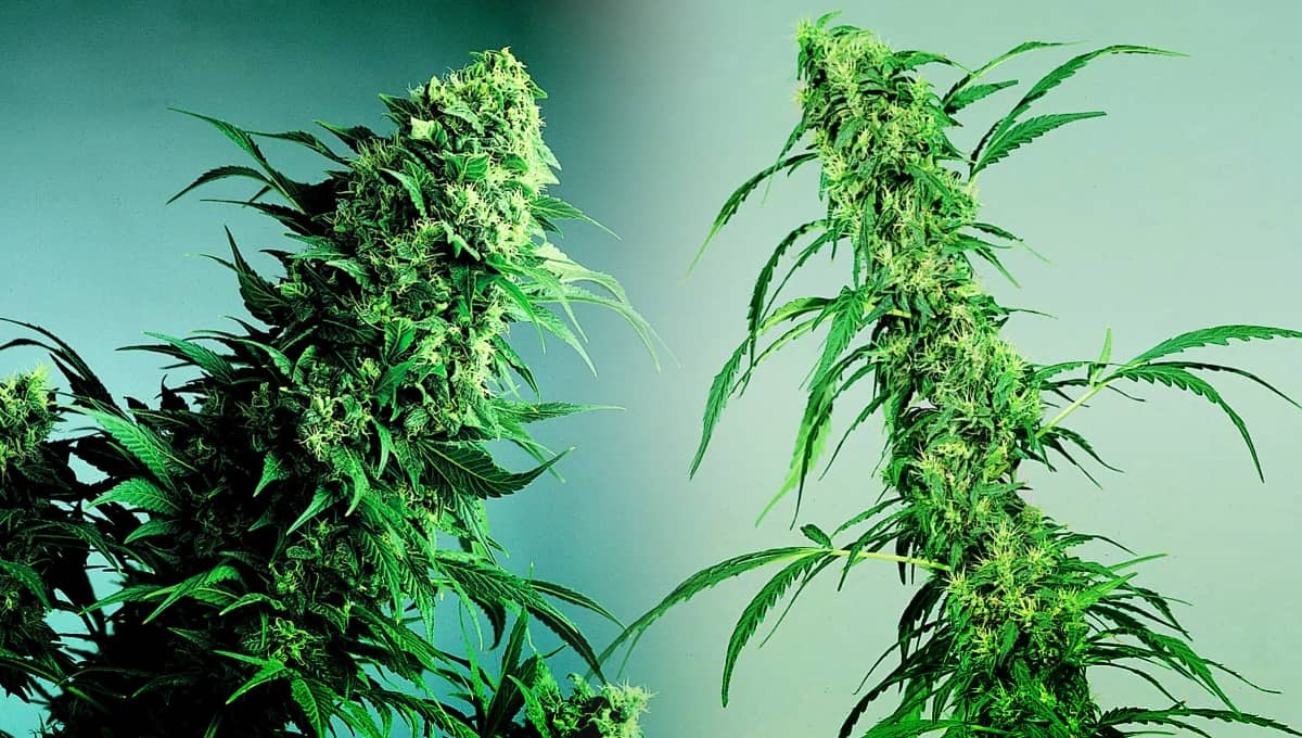 cannabis autofloraison