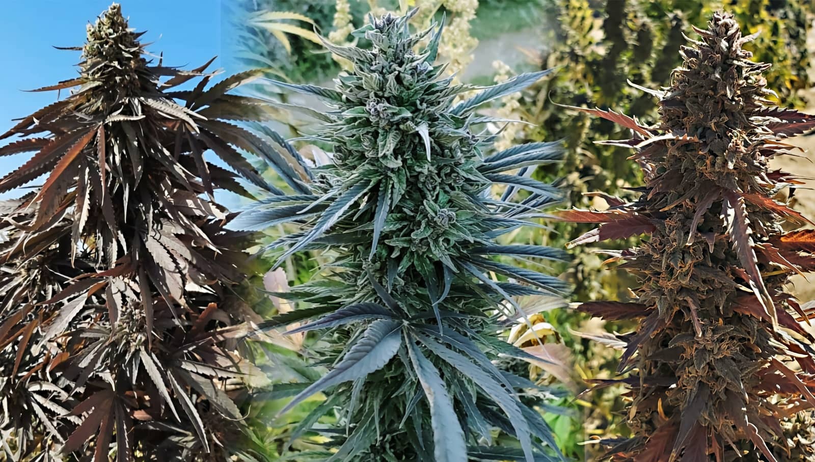 Les meilleures graines de cannabis pour l'extérieur