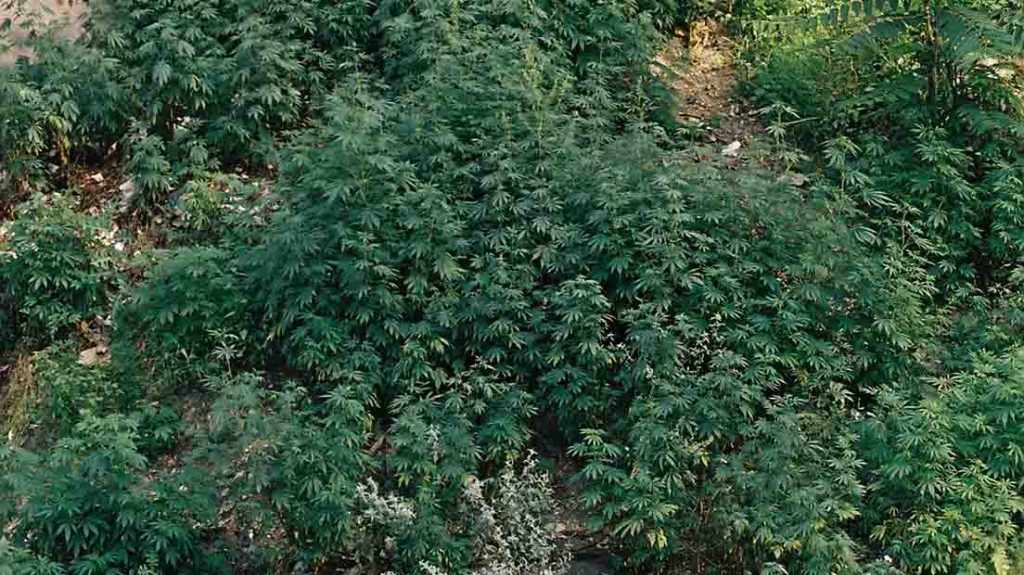 Plantes Ruderalis en extérieur