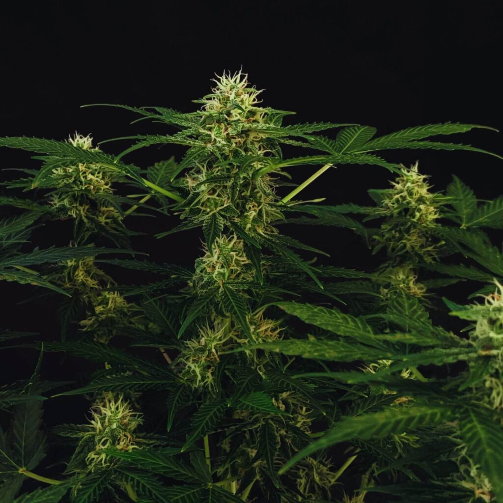 autofloraisons les plus productives