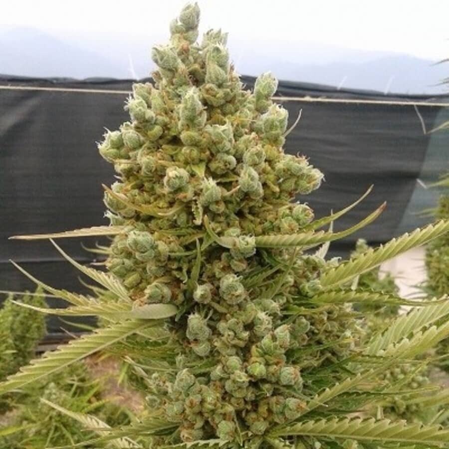 Meilleures graines de cannabis sativa pour l'extérieur