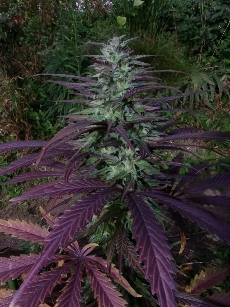 Graines de cannabis pour l'extérieur.