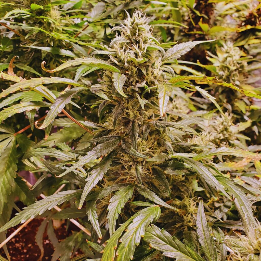 autofloraisons les plus productives