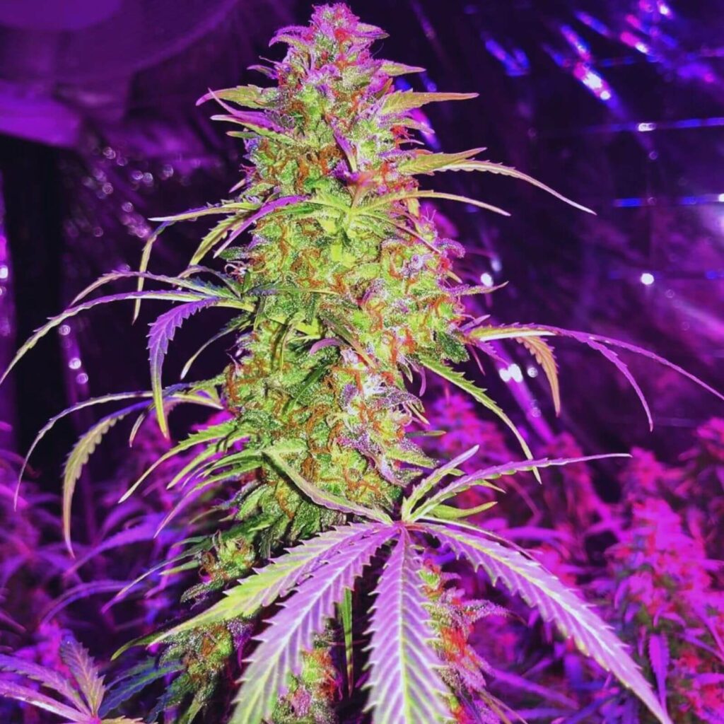 autofloraisons les plus productives