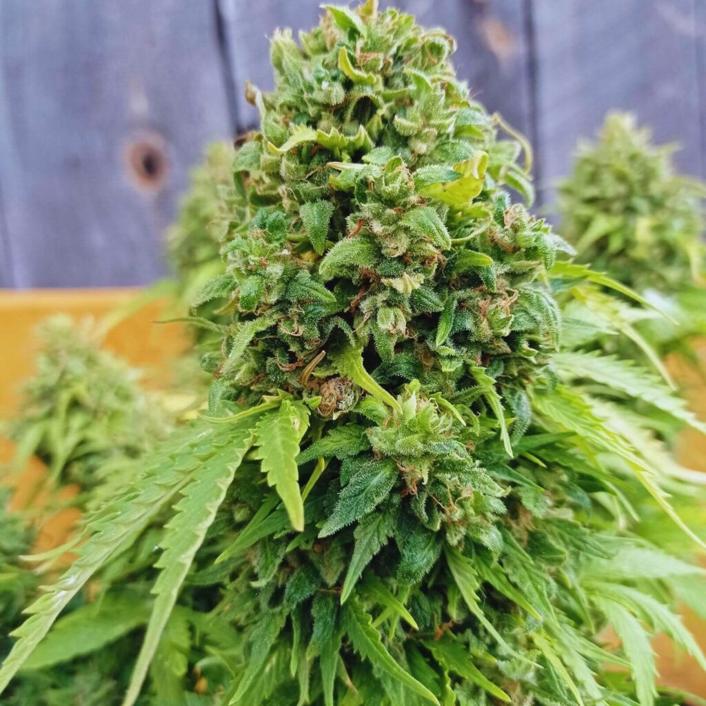 autofloraisons les plus productives