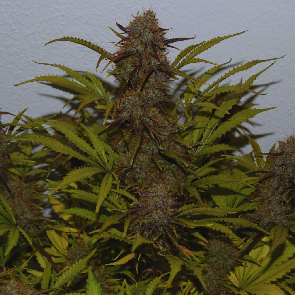 autofloraisons les plus productives