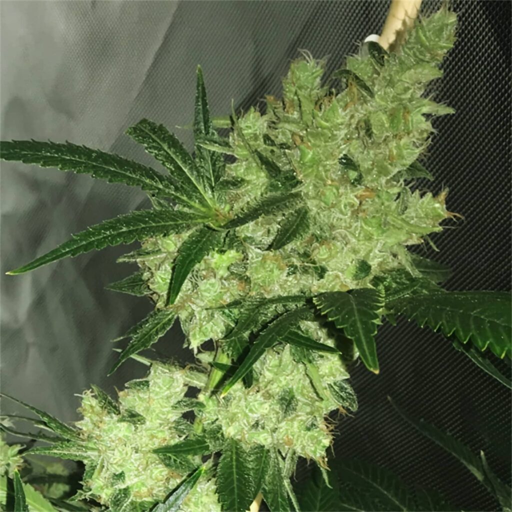 Têtes de Bruce Banner