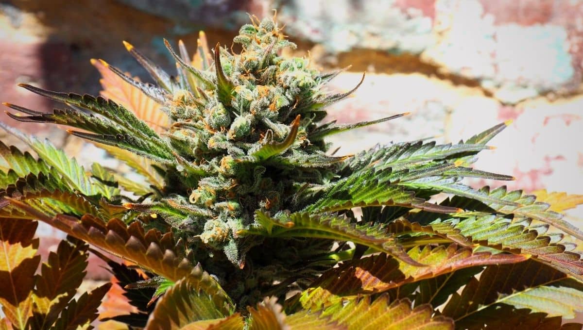 Cannabis Indica origine et caractéristiques