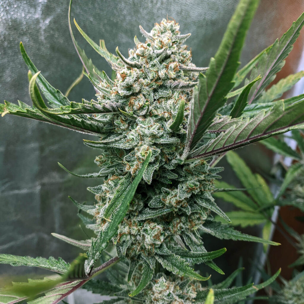 Tête de Gorilla Cookies