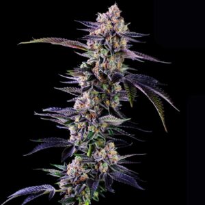 motorbreath-bulk-seeds