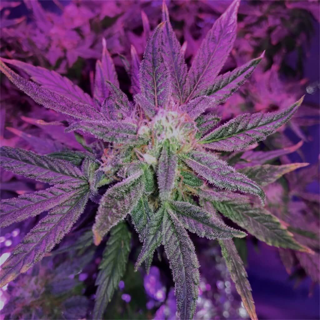 Tête d'OG Kush