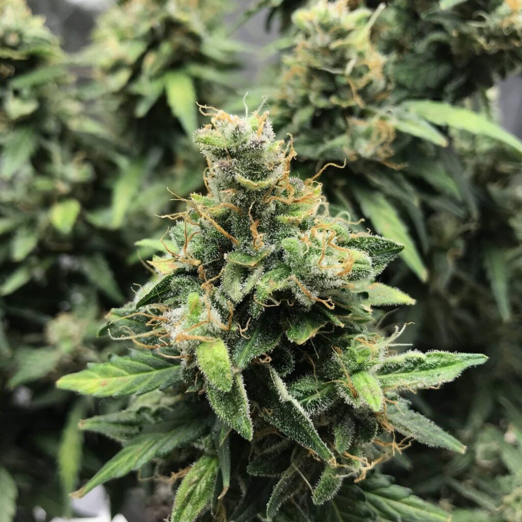 Tête de Sour Diesel Auto