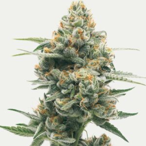 Sour Tangie