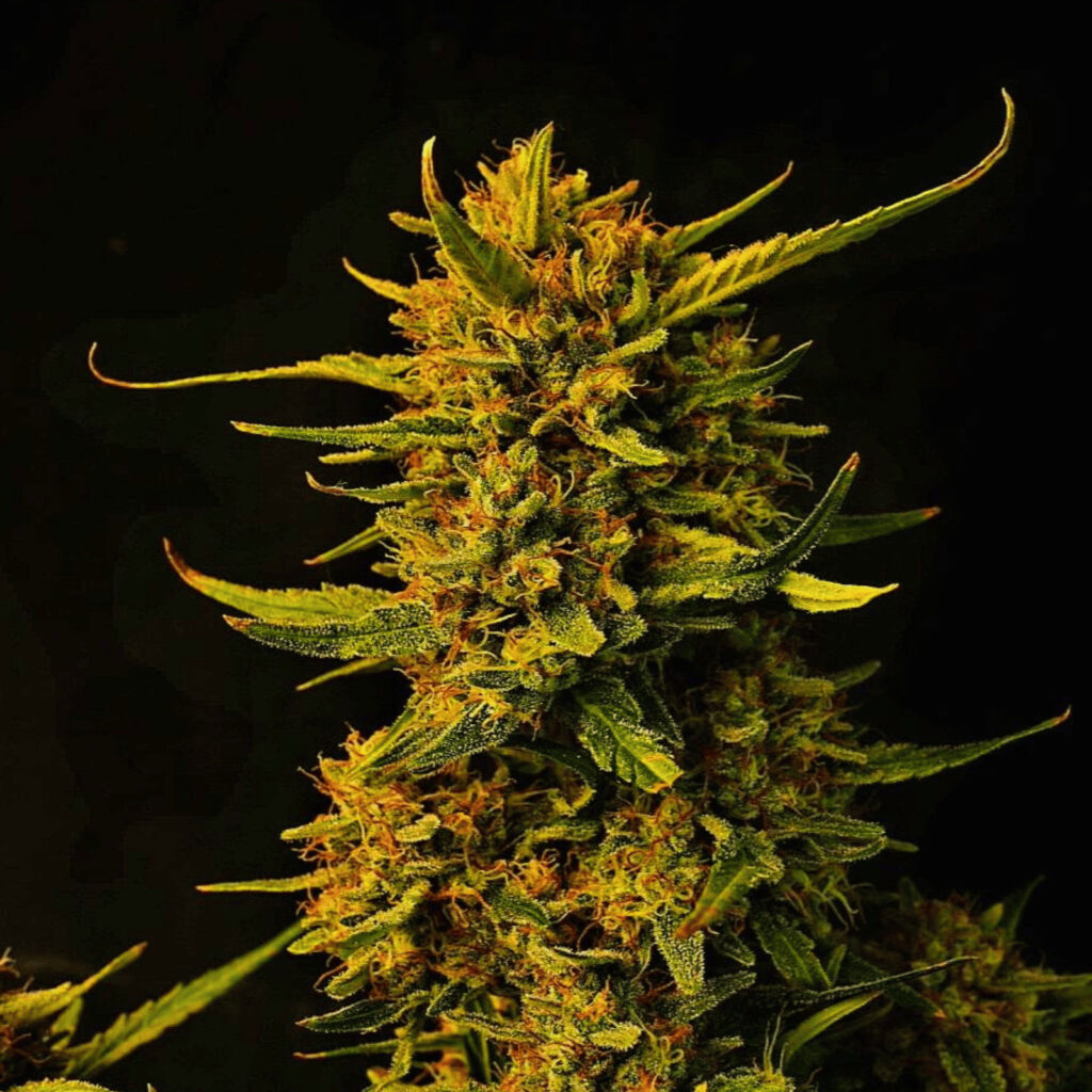 Têtes de Strawberry Banana Auto