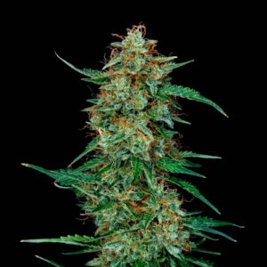 Deimos Auto