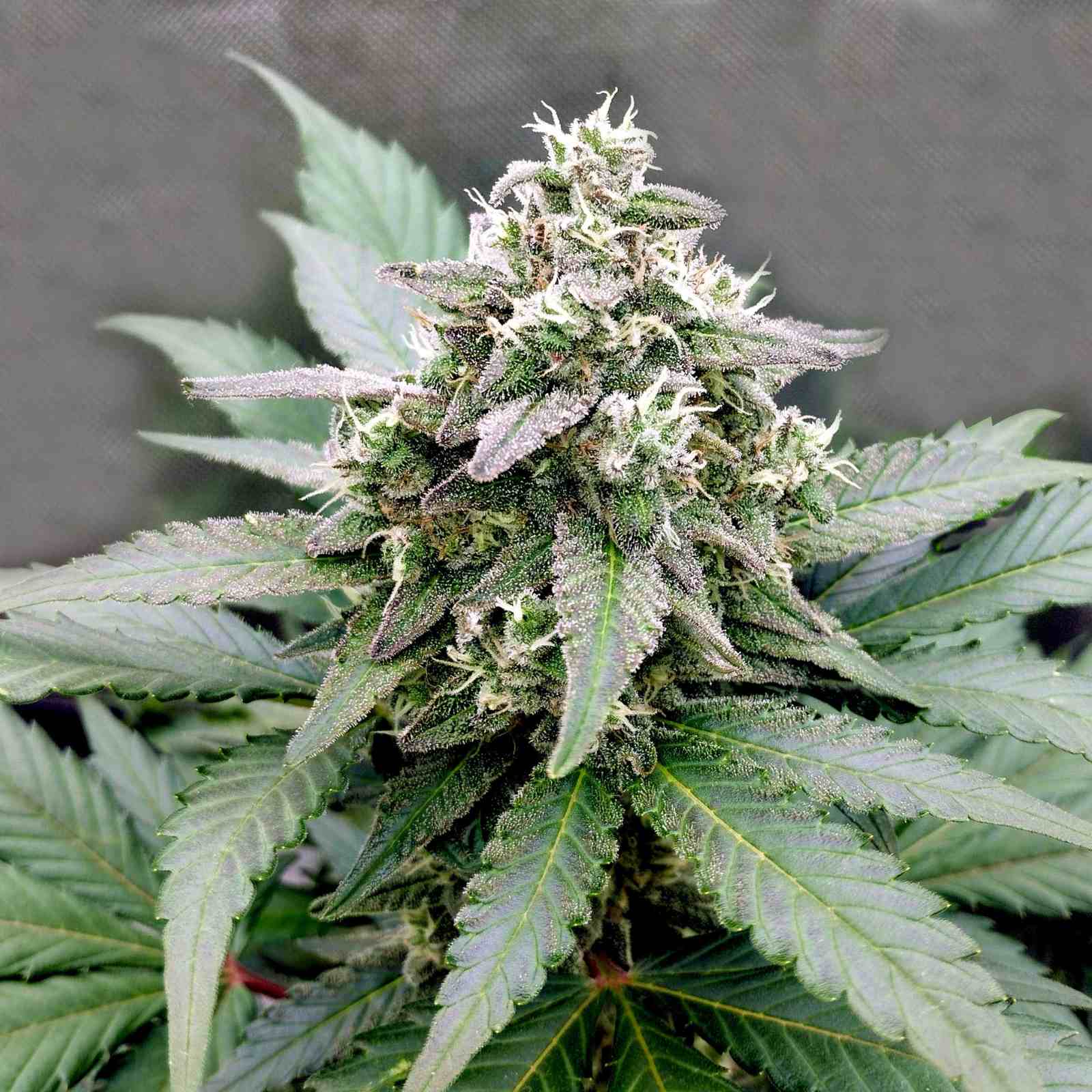Mochi Gelato Strain