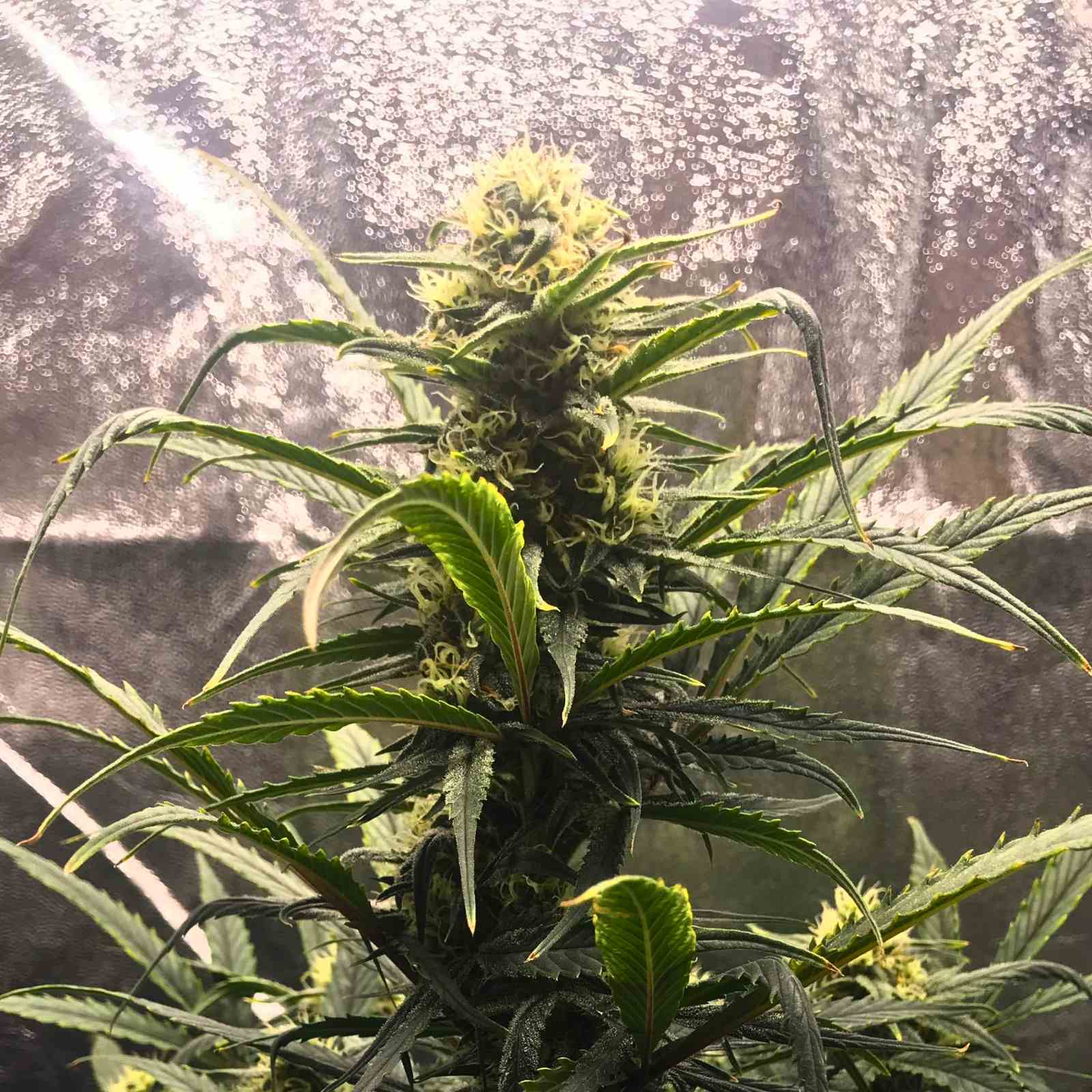 Mochi Gelato Weed