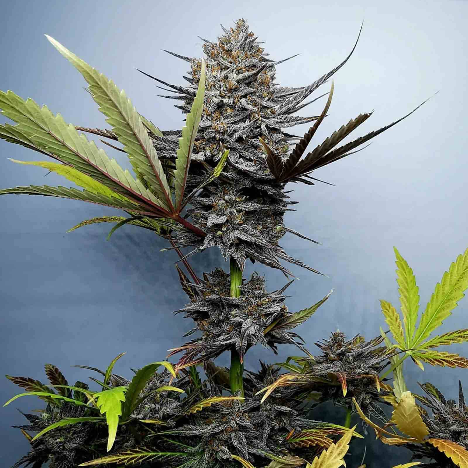 Mochi Gelato seed
