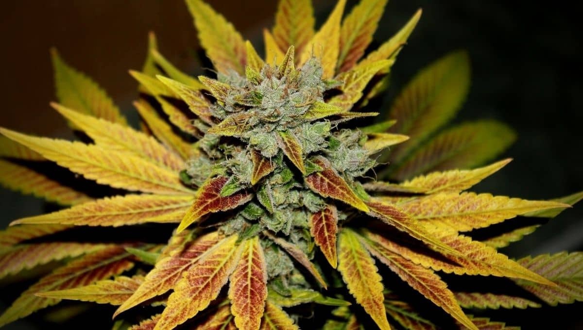 cannabis les plus puissantes