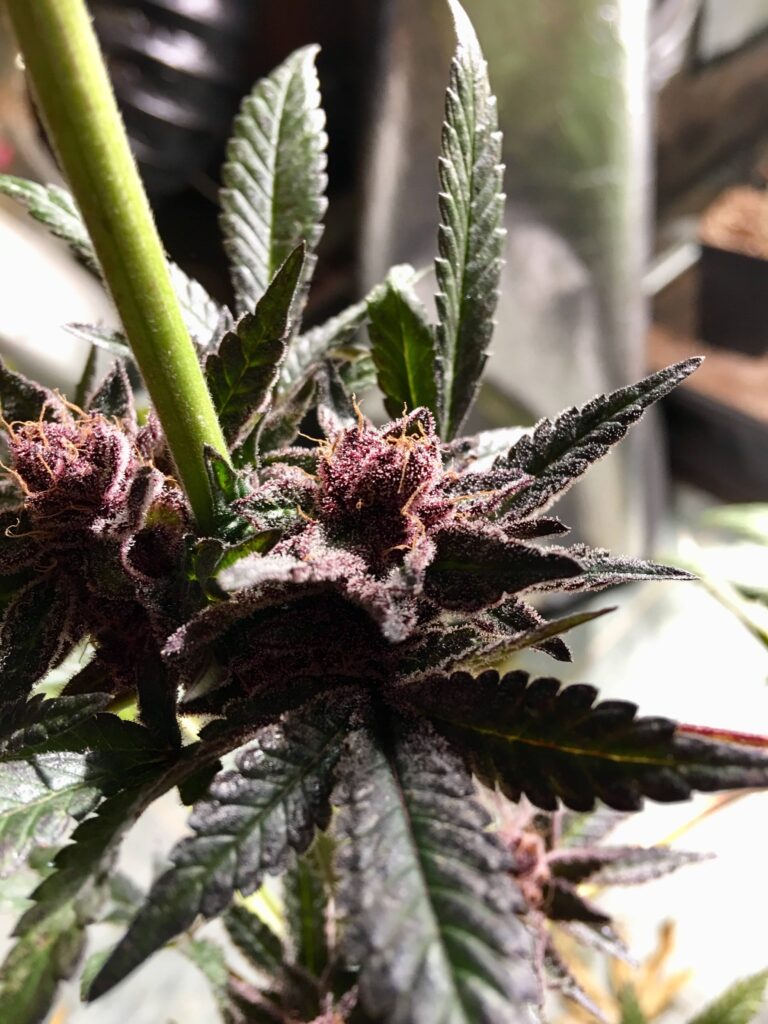 Marihuana Morada