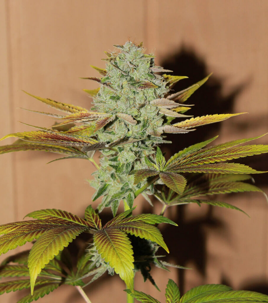 Tête de cannabis propre et prête pour la récolte.