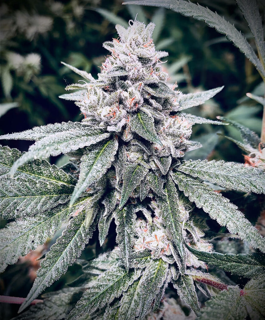 Les 10 variétés de cannabis les plus puissantes