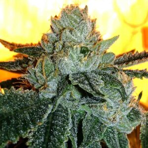 Black Zkittlez Wood Fast Version