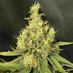 CBD Grapefruit