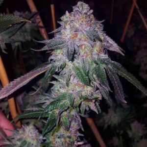 Cherry Cookies