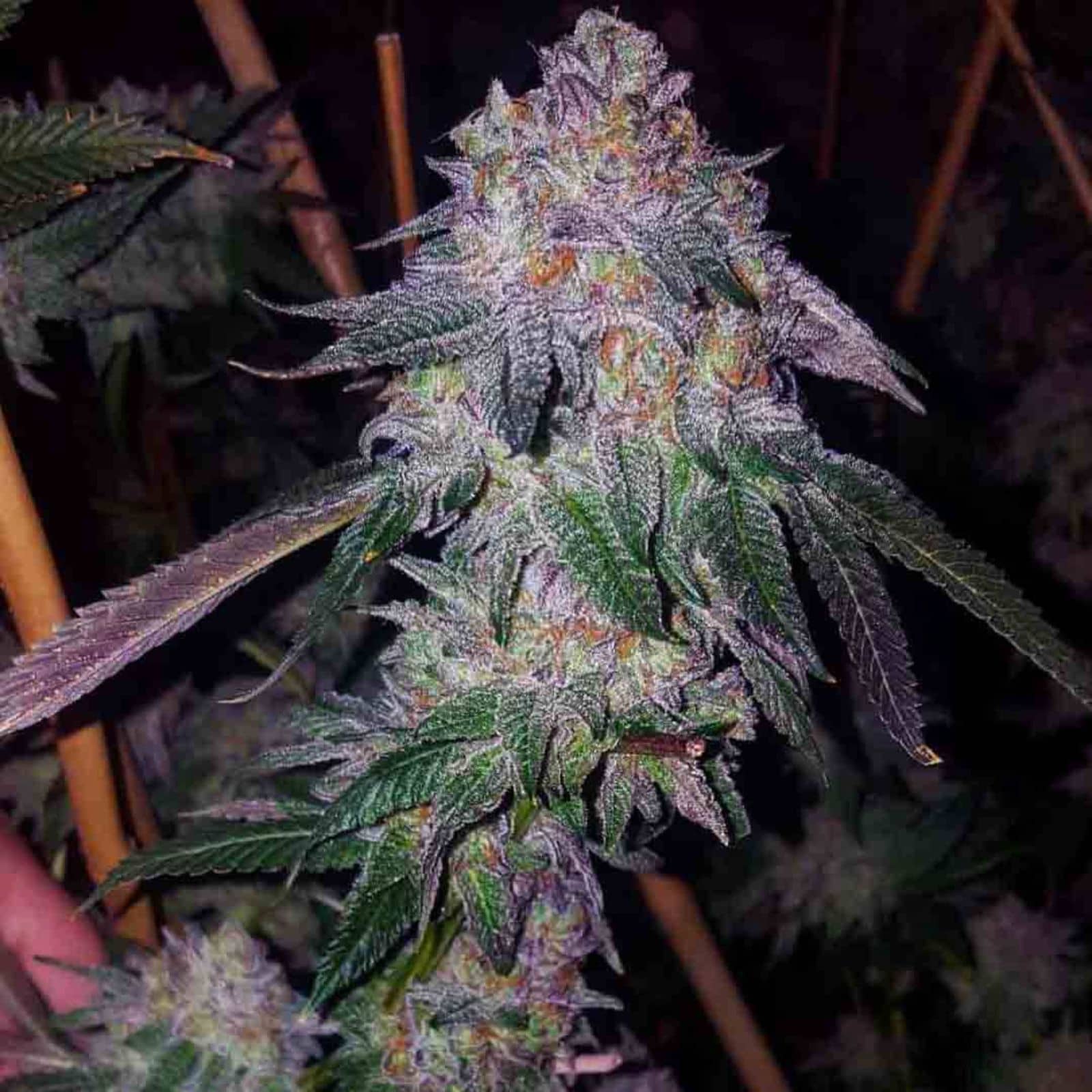 Cherry Cookies