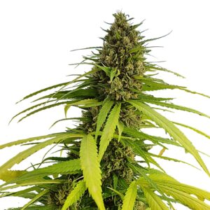 Gelato Mint XXL Auto